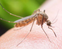 План Google зі знищення комарів працює: переносників інфекцій стало менше