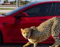 Новий режим прискорення з місця Cheetah Stance для Tesla Model S показали на відео