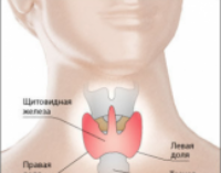 9 действенных рецептов для укрепления щитовидной железы