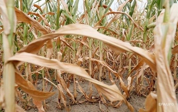 Аграрии Одесской области в убытках на 5,5 млрд из-за засухи