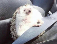 Довольный ежик пристегнулся на пассажирском сиденье и стал героем соцсетей