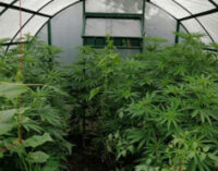 Правоохоронці провели обшуки в осіб, причетних до розповсюдження наркотичних речовин через телеграм-канали