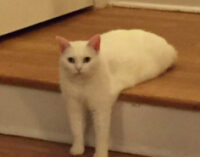 Забавно устроившийся на ступенях кот стал героем фотожаб