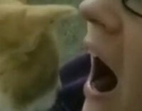 «Как записаться на прием?»: Кот-стоматолог рассмешил Сеть